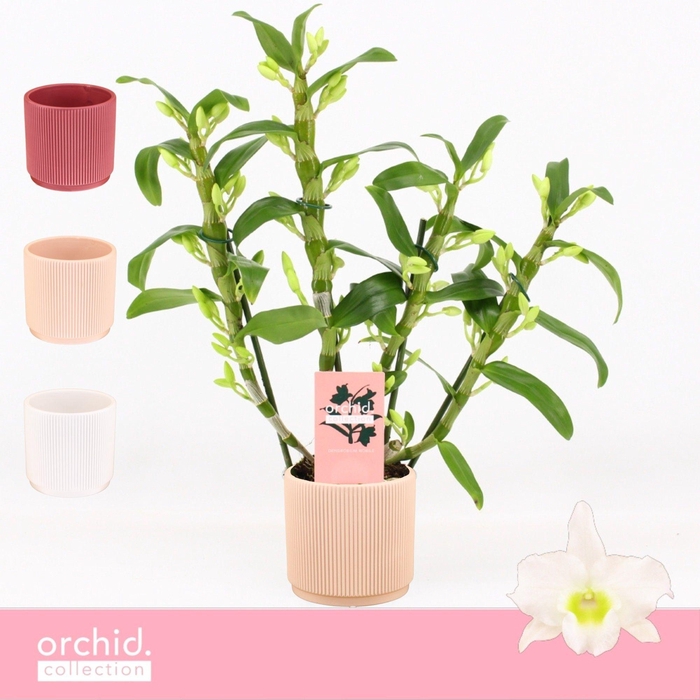 <h4>Dendrobium Nobilé, Apollon 4-spike Compact in Horizon Ribble 'Orchid Collection'</h4>
