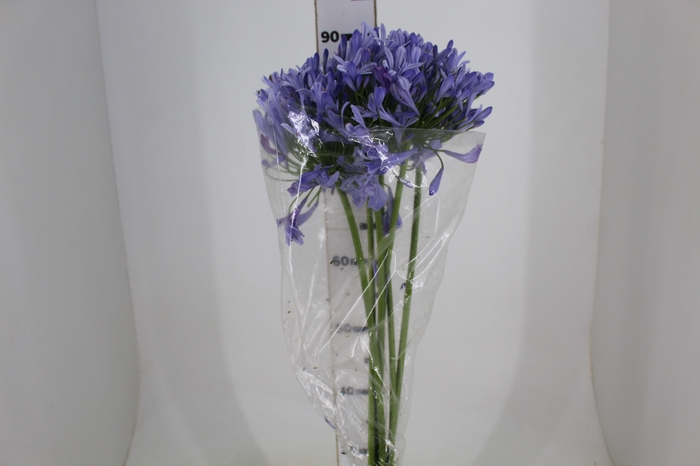 <h4>AGAPANTHUS AZUL</h4>