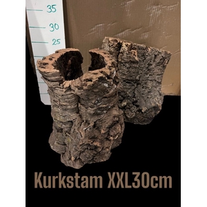 KURKSTAM XXL 30CM