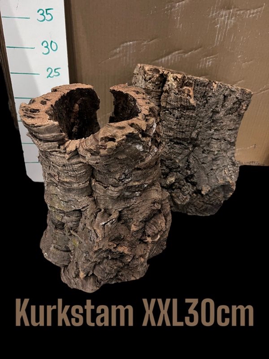 <h4>KURKSTAM XXL 30CM</h4>