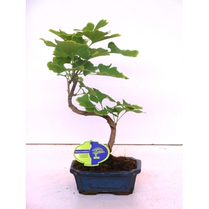Ginkgo biloba shape with drip tray