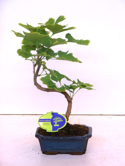 <h4>Ginkgo biloba shape with drip tray</h4>