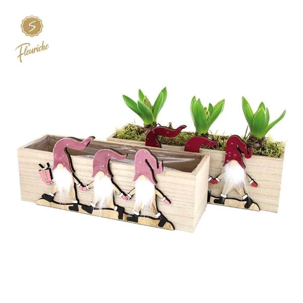 <h4>(3931) Hyacint Gnoom Parade 3PP Mos</h4>