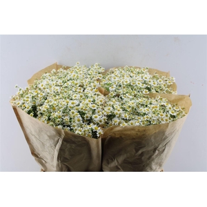Tanacetum Single Vegmo