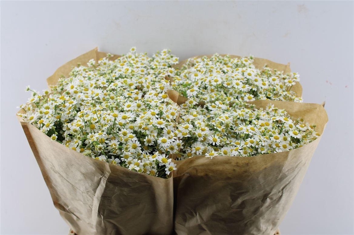 <h4>Tanacetum Single Vegmo</h4>