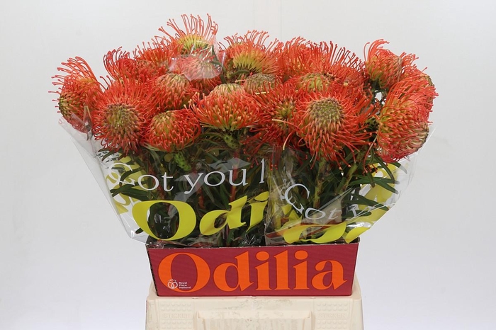 <h4>Nutans Succession</h4>