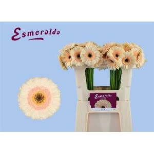 Ge Mi Cafe 07 CM,(NL),MPS A,(20)