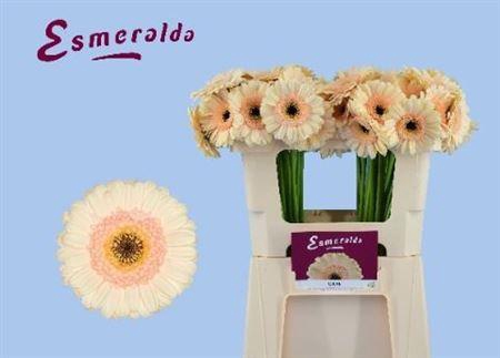 <h4>Ge Mi Cafe 07 CM,(NL),(20)</h4>