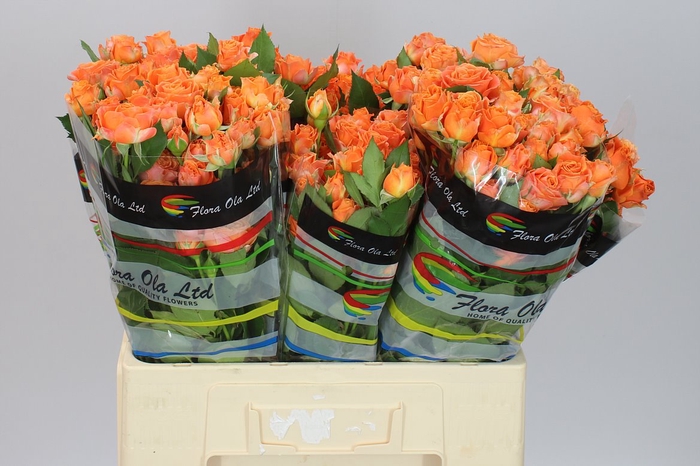 <h4>Rosa Tr Coral Bubbles</h4>