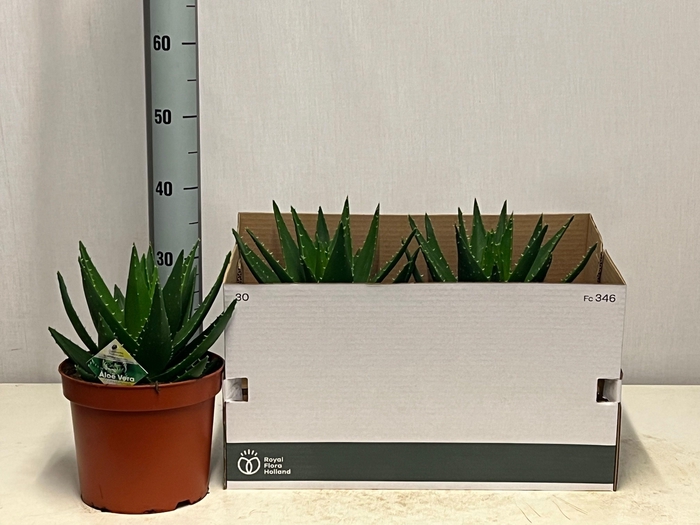 <h4>ALOE PERFOLIATA</h4>