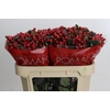 Hypericum True Romance