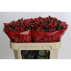 Hypericum True Romance