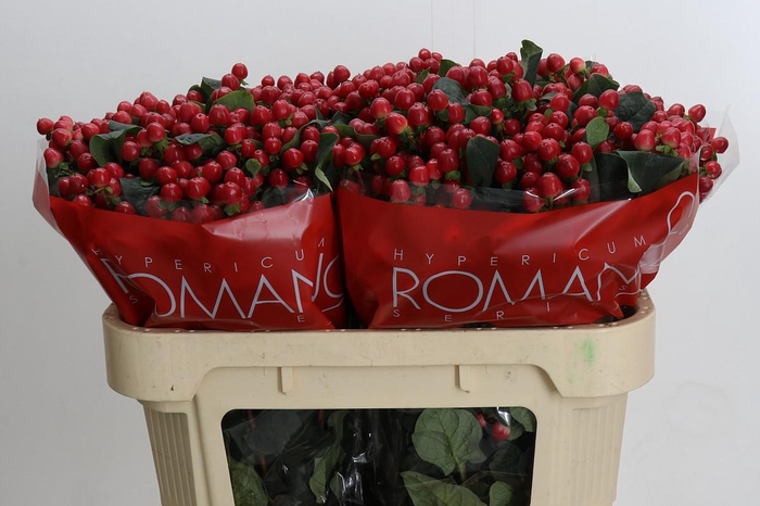 Hypericum True Romance