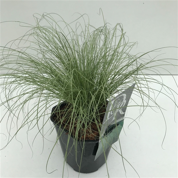 <h4>Graminées Carex 'Frosted Curls'</h4>