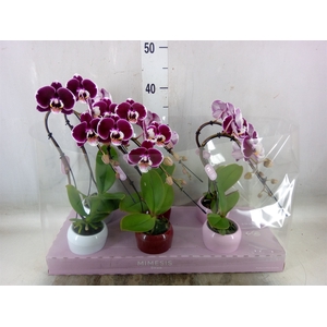 Phalaenopsis   ...red