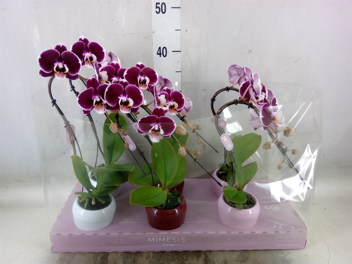 <h4>Phalaenopsis   ...red</h4>