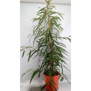 Ficus binn. 'Alii'