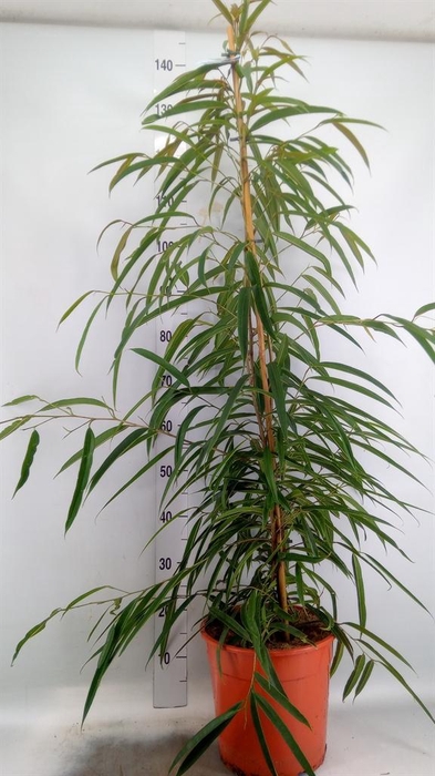 <h4>Ficus binn. 'Alii'</h4>
