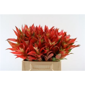 Bromeliabloem