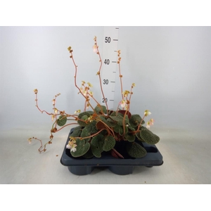 Begonia BD   ...
