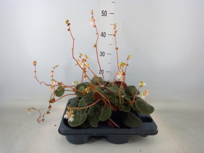 <h4>Begonia BD   ...</h4>