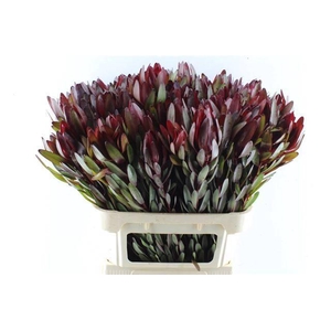 LEUCAD SAFARI SUNSET