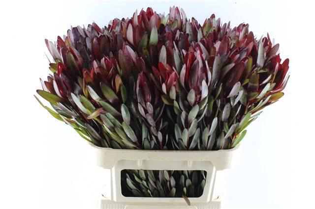 <h4>LEUCAD SAFARI SUNSET</h4>