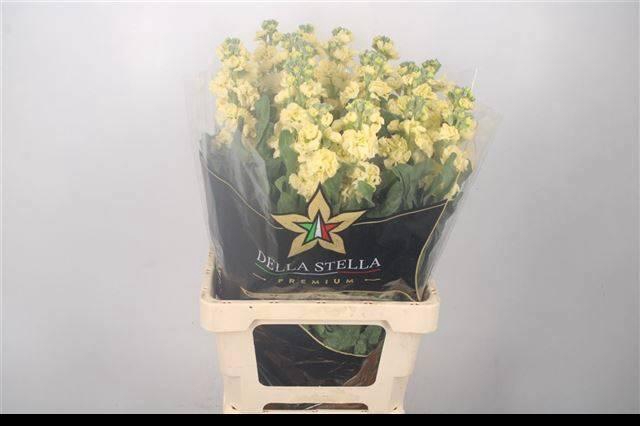 <h4>MATTH IRON YELLOW</h4>