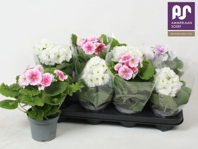 <h4>PRIM OB TM GEM</h4>