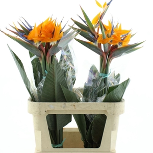 Strelitzia Reginae Flower