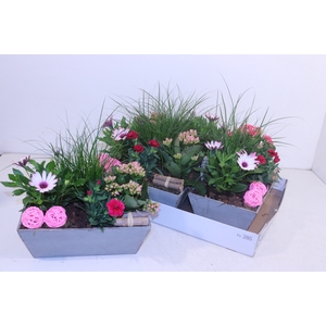 ARR TUINPLANTEN