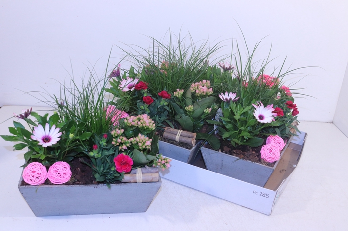 <h4>ARR TUINPLANTEN</h4>