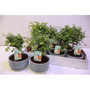 arr8 Bonsai Ov In Keramiek