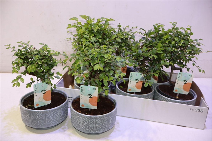 <h4>arr8 Bonsai Ov</h4>