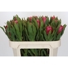 Protea Brenda