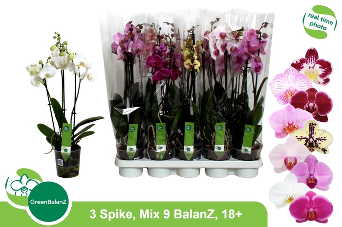 <h4>PHAL GEM 9 KL</h4>