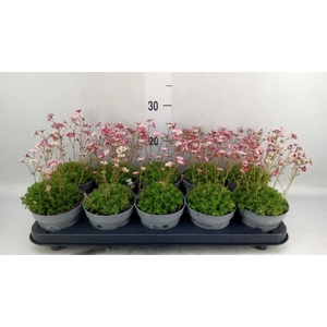 Saxifraga   ..kamerplant
