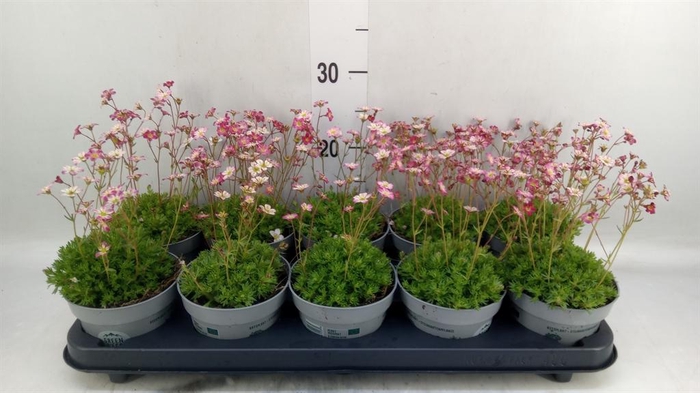 <h4>Saxifraga   ..kamerplant</h4>