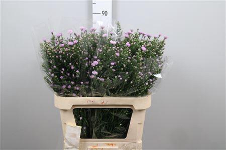 <h4>Aster univ. 'Claudia'</h4>