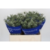 Eryngium Silver Dynamite