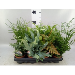 Ferns   ...mix