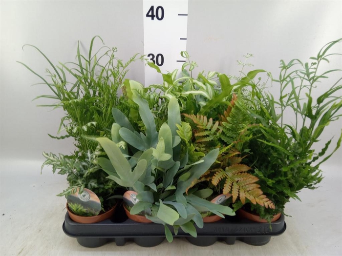 <h4>Ferns   ...mix</h4>