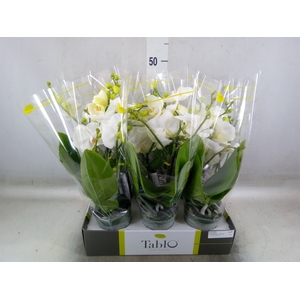 Phalaenopsis   ...white