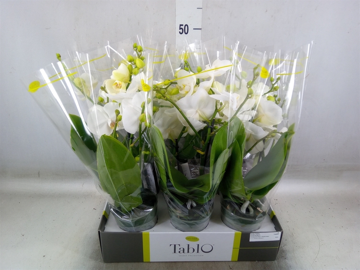 <h4>Phalaenopsis   ...white</h4>