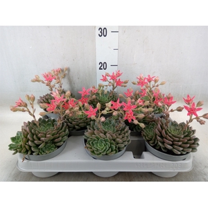 Graptopetalum tacitus