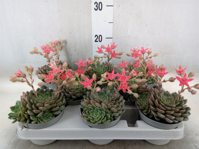 <h4>Graptopetalum tacitus</h4>