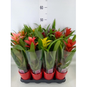 Guzmania   ...mix
