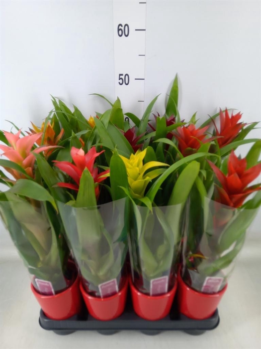 <h4>Guzmania   ...mix</h4>