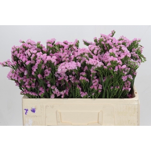 Limonium sinuatum Lucia Pink