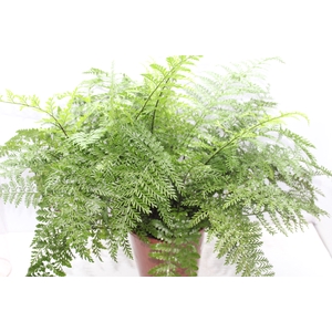 ASPLENIUM PARVATI P24
